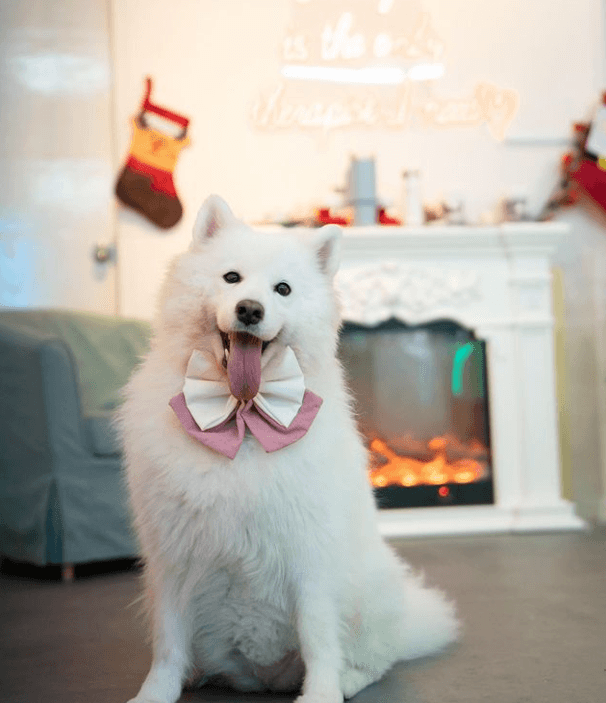 Snow Pawttage: Cuddle With Samoyeds at New Joo Chiat Dog Haven